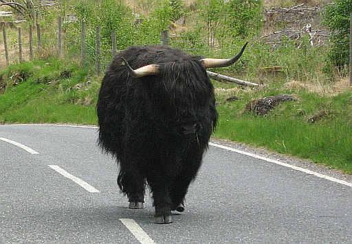 A Large, scary but cute black wooly cow near ben nevis